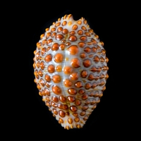 jenneria pustulata 5-2019 9489